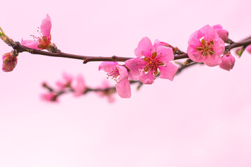 Twig with pink sakura flowers on a pink background, selective focus. Template, spring background with copy space.