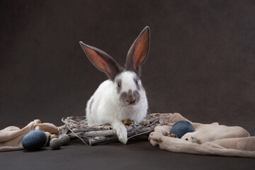 cute rabbit on a brown background. Animal in a basket , holy easter, holiday, props