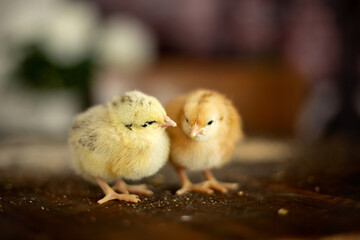 Little newborn chicks in a nest, cute newborn birds in sunny room