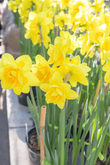 Fototapeta na wymiar yellow daffodils the first spring flowers are grown in a greenhouse