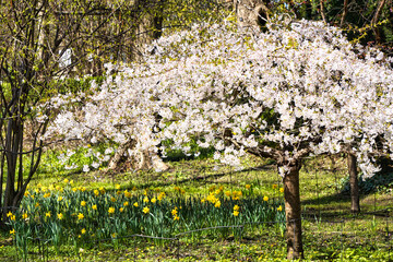 Blossom white japanese cherry tree