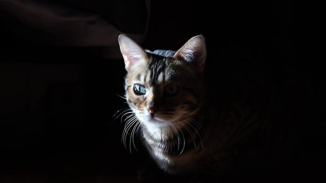 Beautiful cat in a beam of light. Dark background. The animal is watching carefully and stares at something. Bengal cat