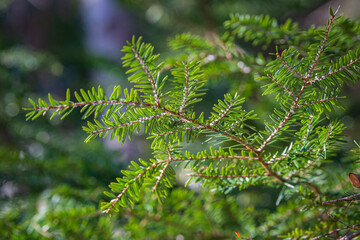 Hemlock Woolly Adelgid (Adelges tsugae) visible on the branch tips of a Maine Hemlock Tree