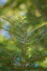 Hemlock Woolly Adelgid (Adelges tsugae) visible on the branch tips of a Maine Hemlock Tree