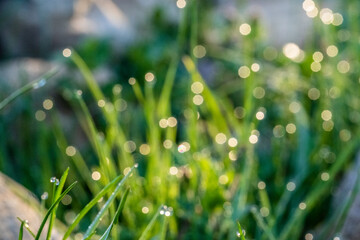 
Künstlerische Makroaufnahme mit Bokeh-Effekt. Bezaubernde Morgentau an Grashalmen auf einer...