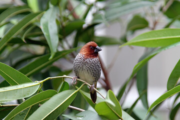 nutmeg mannequin finch at the University of Florida butterfly exhibit.