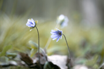 Flowering liverwort (Anemone hepatica). Soft color closeup image of common hepatica also known as kidneywort.