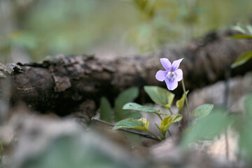 Soft flowering wood violet (Viola odorata) near a fallen branch. Garden violet in soft colors. 