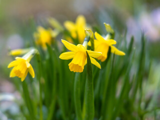 Blooming flowerbed of yellows narcissus on a blurred background.