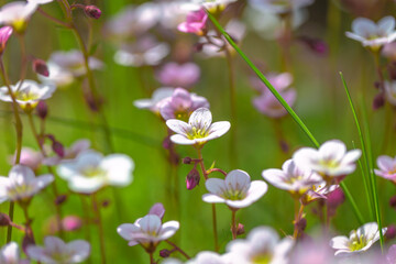 Obraz premium Saxifraga, the stone breaker flowers in the garden. Using shallow depth of field.