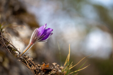 Pulsatilla grandis, the greater pasque flower. Purple flower on a blurred background in a springtime.