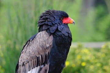 Gaukler, (erathopius ecaudatus), Gehegeaufnahme.