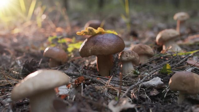 Ripe porcini mushrooms (boletus or cep) in an autumn forest, shooting from below, camera movement to a large porcini mushroom. 