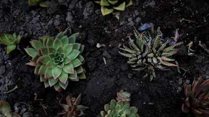 Fototapeten green cactus in soil © Mitzy