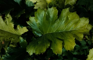 Deurstickers green leaves in the garden © Mitzy