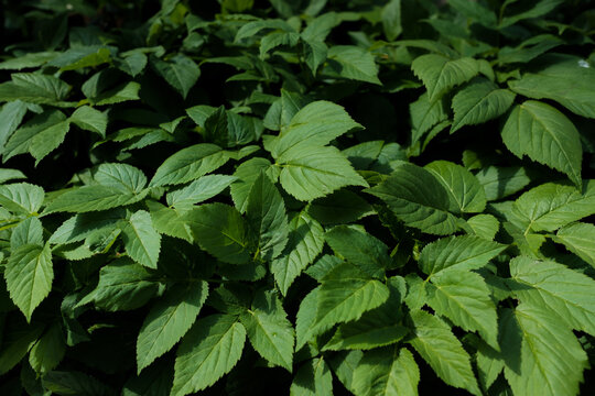 green leaves background