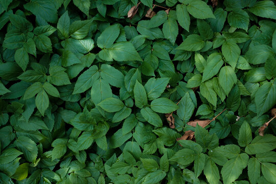 green leaves background
