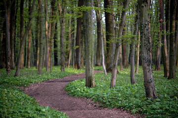 Selective focus of a curved path in a floodplain forest with an undergrowth of wild garlic and...
