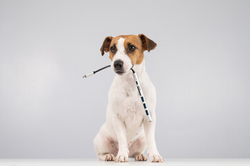 Jack russell terrier dog hold usb in its mouth.
