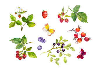 Set of wild berry - strawberry, raspberries, bueberries, blackberries. Also single berries, butterflies. Watercolor - 501012716