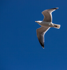 seagull in the sky