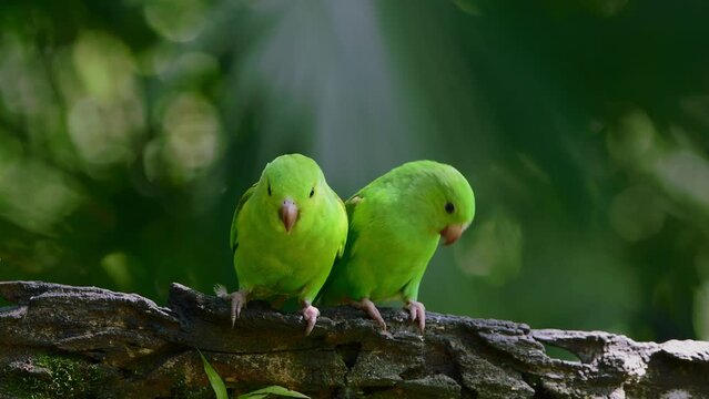 Close up view of Two Plain Parakeets perched on a branch in the forest. 