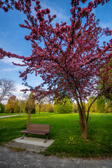 Baum im Park 