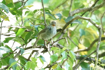 japanese bush warbler on a branch