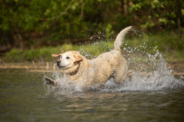 Labrador im Wasser