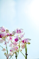 Naklejka na ściany i meble Orchid flower image on a sky background. 