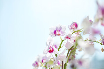 Naklejka na ściany i meble Orchid flower image on a sky background. 