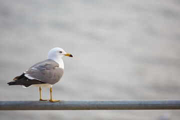 Seagull flying at the beach.
