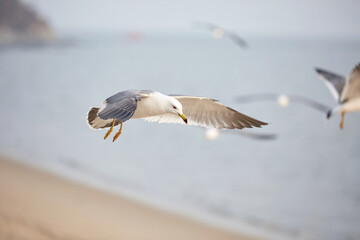 Seagull flying at the beach.
