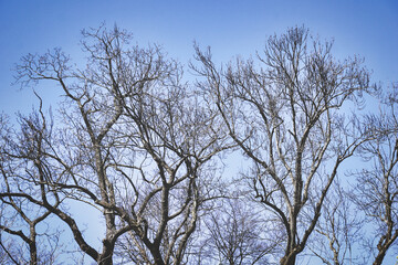 Tree branches and blue sky