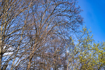 Tree branches and blue sky