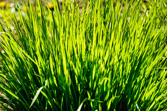 Green grass, bush - horizontal photograph