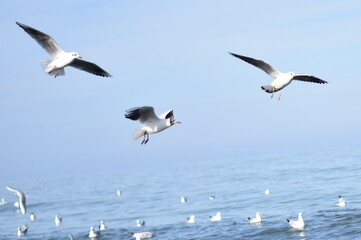 seagulls on the sky