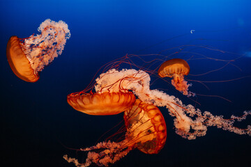 Close up image of glowing blue jelly fish in aquarium at zoo