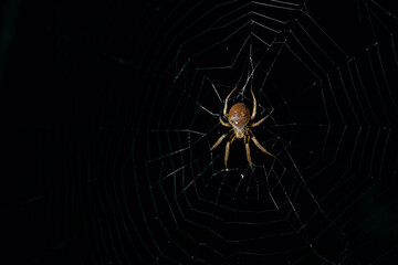 Golden orb spider in their web at night
