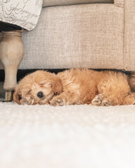 Mini Goldendoodle puppy sleeping on cream rug under beige couch