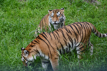 Fototapeta na wymiar Summer Vista On Pair Of Siberian Tigers Exploring Green Meadow Habitat