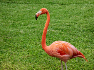 beautiful pink flamingo captured in a natural environment