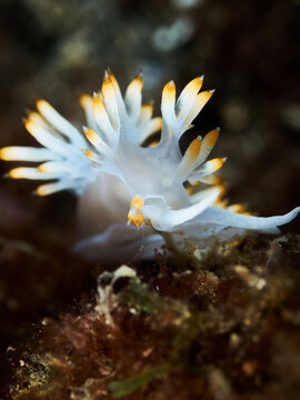 Close-up of a beautiful nudibranch in the Mediterranean Sea