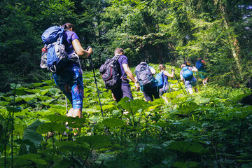 sporty group of people from behind while hiking through the forest surrounded by many green leaves
