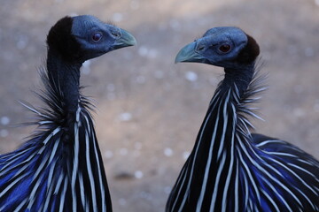 close up of a pair of birds