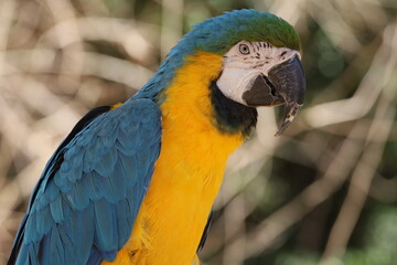 blue and yellow macaw