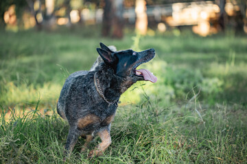 Blue heeler cattle dog playing in the Australian bush with long tongue hanging out