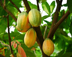 cocoa fruit tree plant in the forest