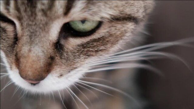 Slow Motion And Close Up Shooting Of Beautiful Cat
