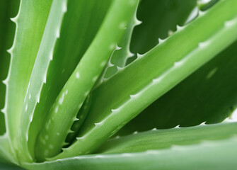 background plant aloe vera close-up